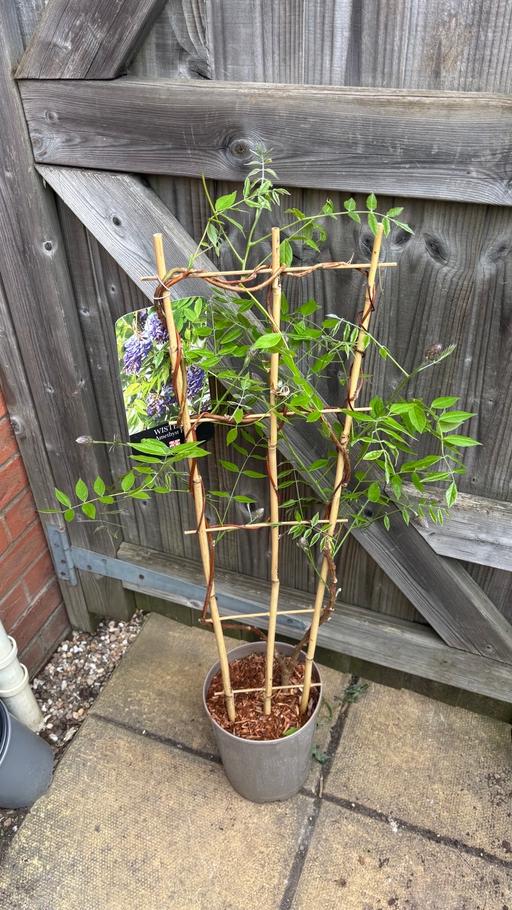 Buy & Sell Alum Rock Birmingham - Photos for Wisteria plant