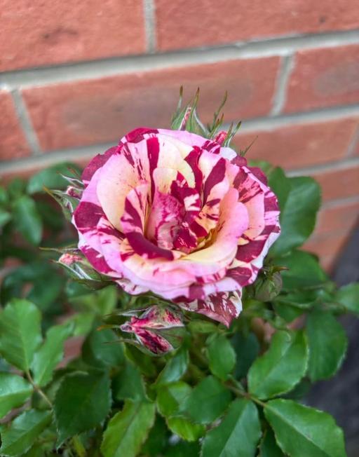 Buy & Sell Alum Rock Birmingham - Photos for Ancona chick bush and standard rose plants