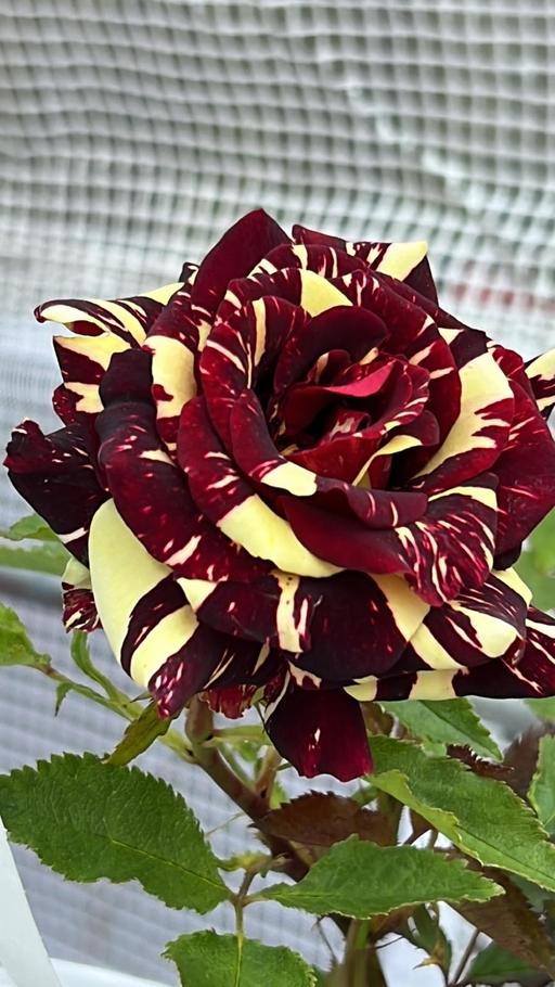Buy & Sell Alum Rock Birmingham - Photos for Stripe rose Abracadabra