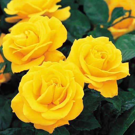 Buy & Sell Alum Rock Birmingham - Photos for Golden wedding Bush rose plant
