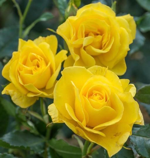 Buy & Sell Alum Rock Birmingham - Photos for Yellow standard rose plant