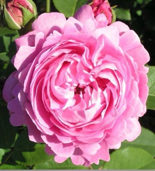 Buy & Sell Alum Rock Birmingham - Photos for Gorgeous bush rose plant