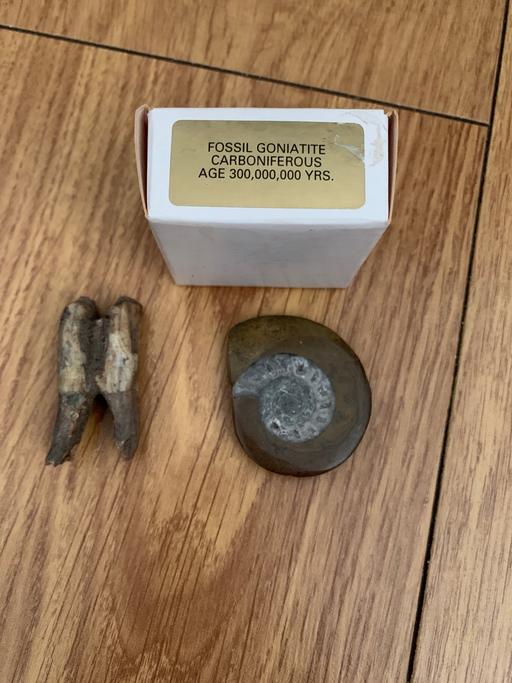 Buy & Sell Birchills Walsall - Photos for Fossils