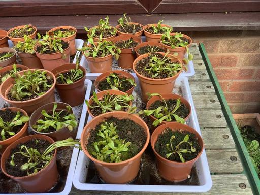 Buy & Sell Stow Heath Wolverhampton - Photos for Venus flytrap plants sold individually