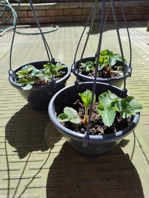 Buy & Sell Oldbury Sandwell - Photos for 🍓🍓 Strawberry Hanging Baskets🍓🍓
