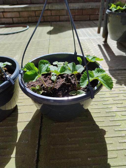 Buy & Sell Oldbury Sandwell - Photos for 🍓🍓 Strawberry Hanging Baskets 🍓🍓