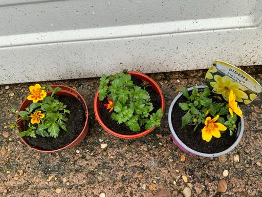 Buy & Sell Moseley Birmingham - Photos for Annual bedding Bidens