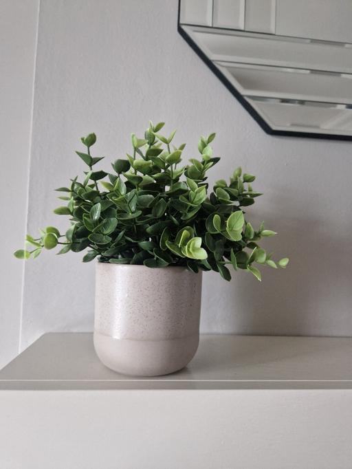 Buy & Sell Scholes Rotherham - Photos for A lovely article plant in pot plant pot