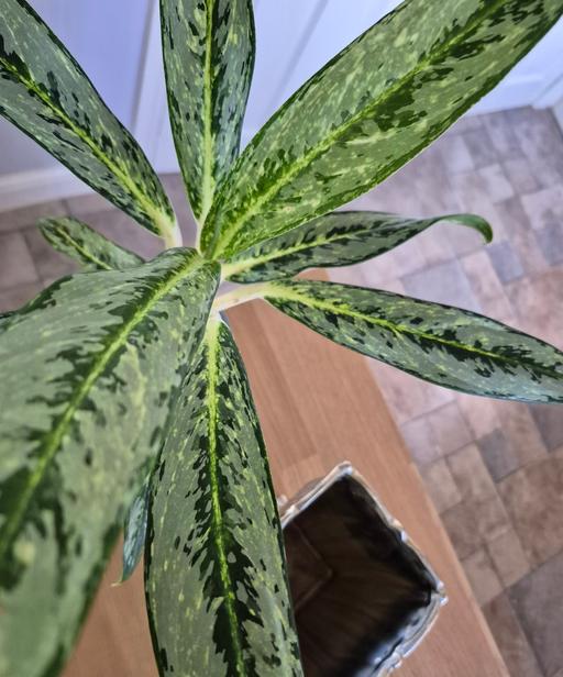 Buy & Sell Hixon Stafford - Photos for Aglaonema Matcha Lemon Indoor Plant