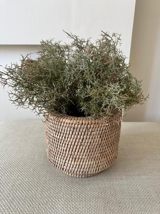 Buy & Sell Ibstock North West Leicestershire - Photos for Lined planter with stems