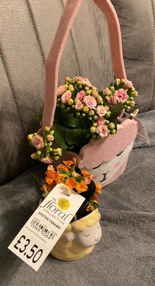 Buy & Sell Camp Hill Birmingham - Photos for Plants 🪴 