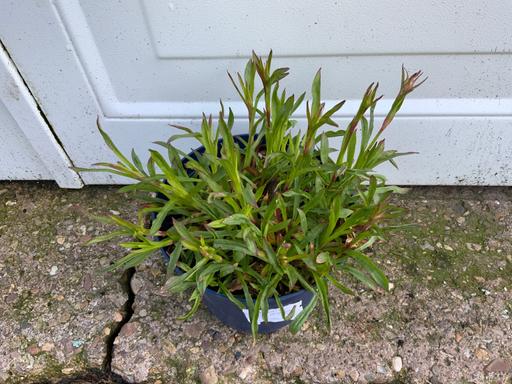 Buy & Sell Stirchley Birmingham - Photos for Perennial Lychnis Splendons