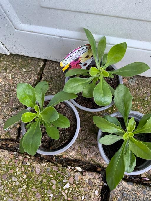 Buy & Sell Moseley Birmingham - Photos for Osteospermun grand canon mix