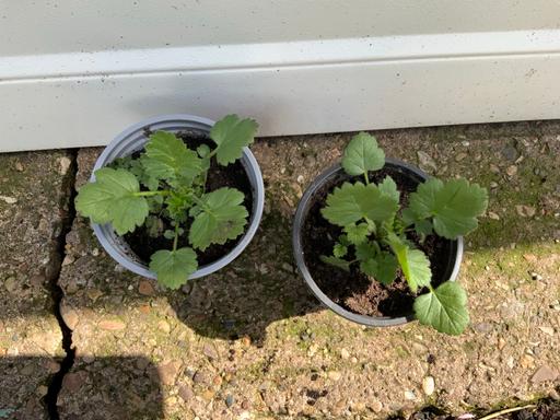 Buy & Sell Kings Heath Birmingham - Photos for Geum Lady Stratheden