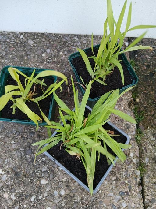 Buy & Sell Kings Heath Birmingham - Photos for Grasses Milium effusum Aureum