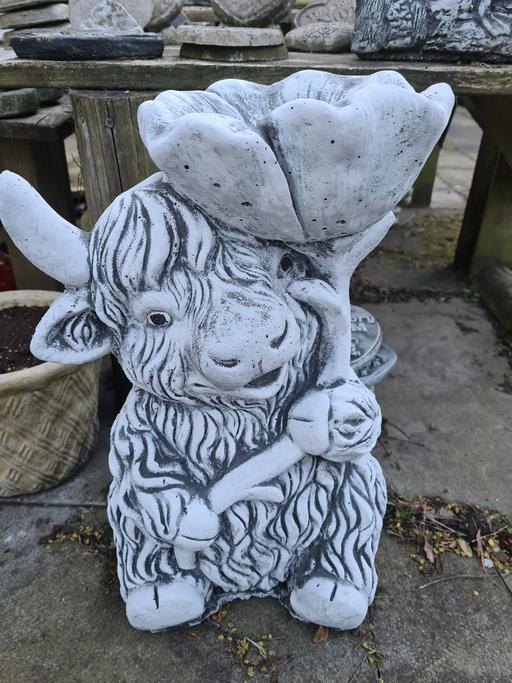 Buy & Sell Moseley Birmingham - Photos for Highland Cow