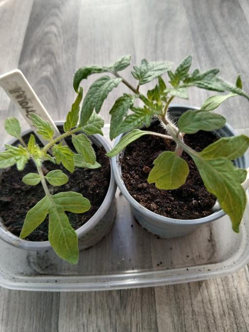 Buy & Sell Stirchley Birmingham - Photos for Red Cherry Cerise Tomatoes