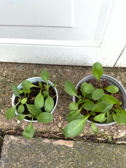 Buy & Sell Stirchley Birmingham - Photos for Marguerites