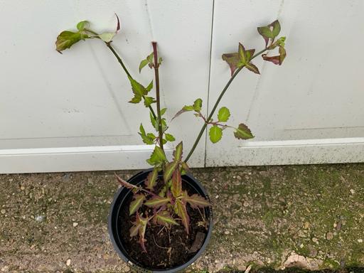 Buy & Sell Stirchley Birmingham - Photos for Shrub Leycesteria Formosa