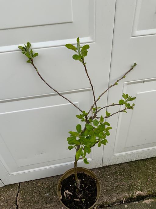 Buy & Sell Kings Heath Birmingham - Photos for Fruit Apple goldenspur