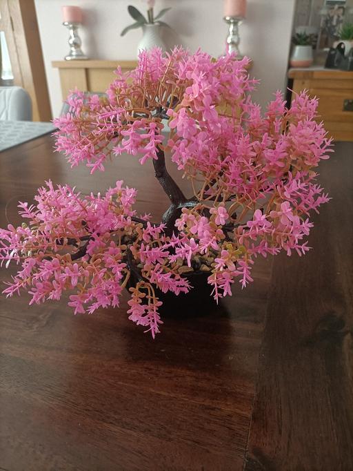 Buy & Sell Wednesfield Wolverhampton - Photos for small bright pink bonsai tree