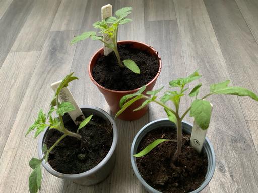 Buy & Sell Kings Heath Birmingham - Photos for Tomatoes