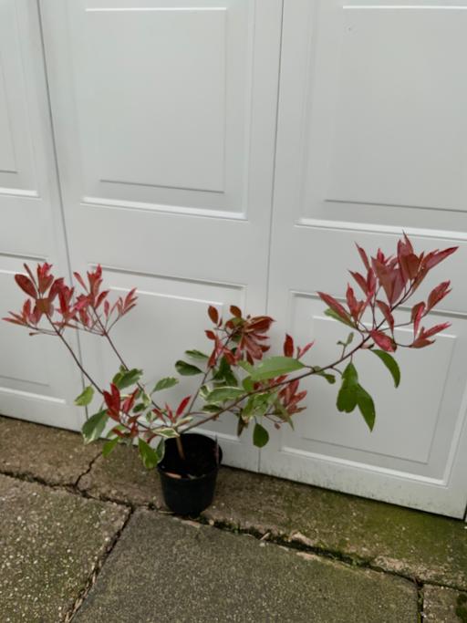 Buy & Sell Stirchley Birmingham - Photos for Variegated Red Robin