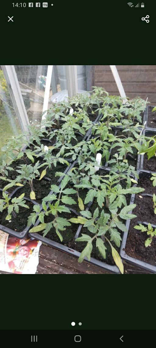 Buy & Sell Netherton Dudley - Photos for Tomato plants, chillie plants