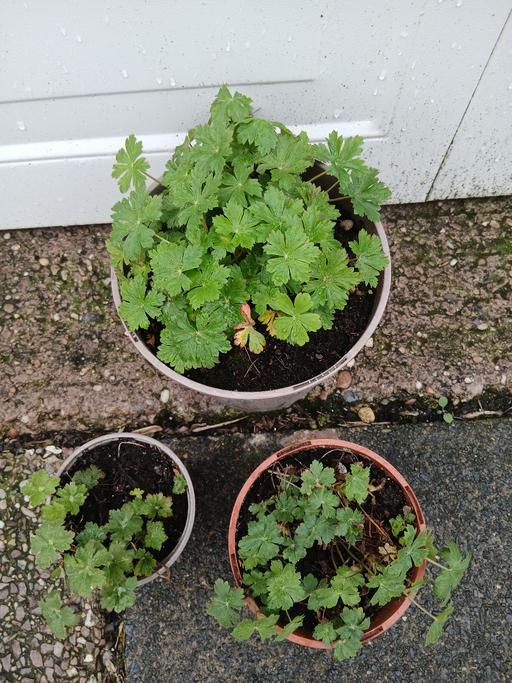Buy & Sell Stirchley Birmingham - Photos for Perennial alpine geranium