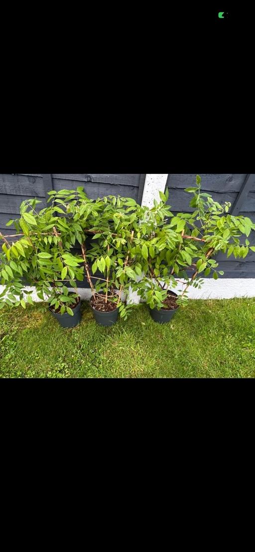 Buy & Sell Yardley Wood Birmingham - Photos for Garden plants prices in description below 