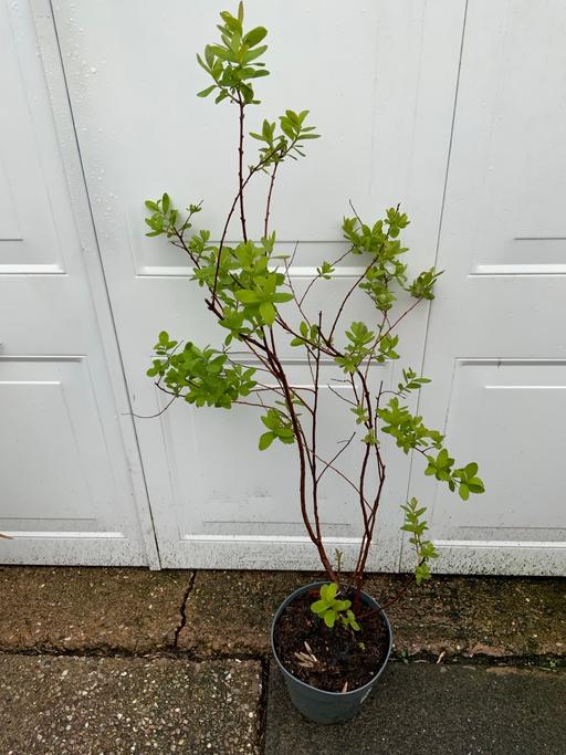 Buy & Sell Stirchley Birmingham - Photos for Shrub Spirea Douglassi