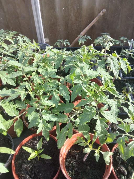 Buy & Sell Cradley Heath Sandwell - Photos for Tomatoes and Chilli 🌶 plants
