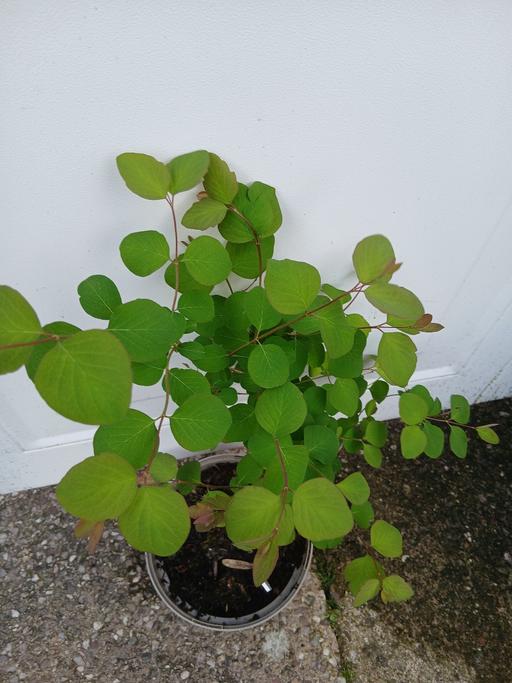 Buy & Sell Kings Heath Birmingham - Photos for Shrub Snowberry