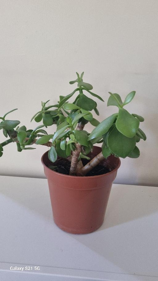 Buy & Sell Intack Hyndburn - Photos for Jade Plant