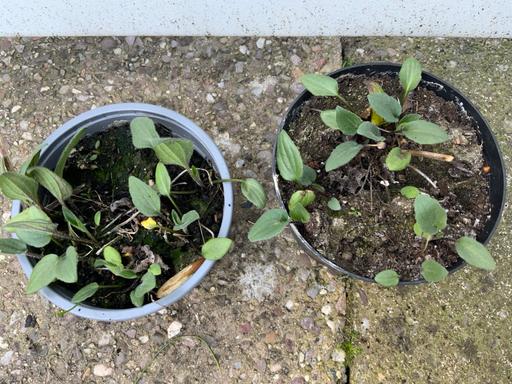 Buy & Sell Stirchley Birmingham - Photos for Rudbeckia Goldstrum