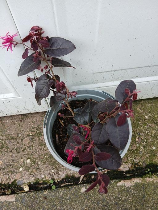 Buy & Sell Kings Heath Birmingham - Photos for Chinese Fringe Flower