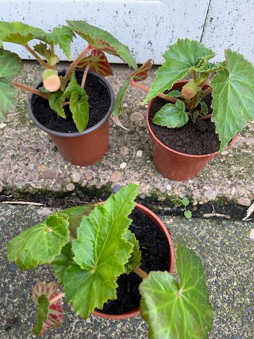 Buy & Sell Stirchley Birmingham - Photos for Trailing begonias Apricot