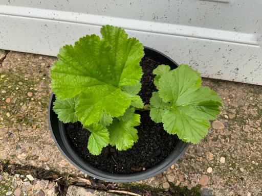 Buy & Sell Stirchley Birmingham - Photos for Germ TotallyTangerine