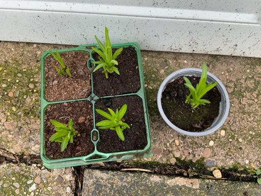 Buy & Sell Kings Heath Birmingham - Photos for Liatris’s spicata mix