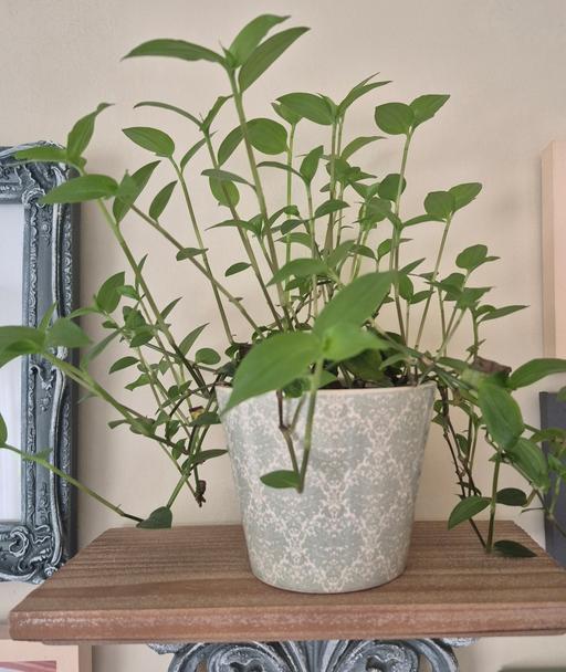 Buy & Sell Hixon Stafford - Photos for Tradescantia Fluminensis Indoor Plant