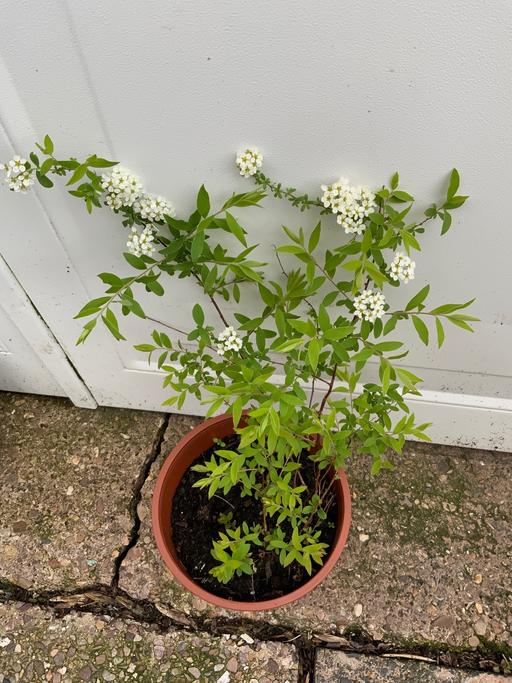 Buy & Sell Kings Heath Birmingham - Photos for Shrub Spirea bridal wreath