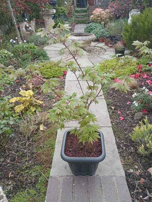 Buy & Sell Lye Dudley - Photos for ACER