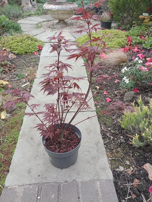 Buy & Sell Quarry Bank Dudley - Photos for ACER ATROPURPUREUM