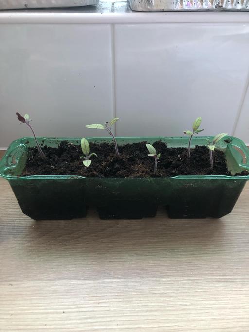 Buy & Sell Stow Heath Wolverhampton - Photos for Tomato seedlings🍅