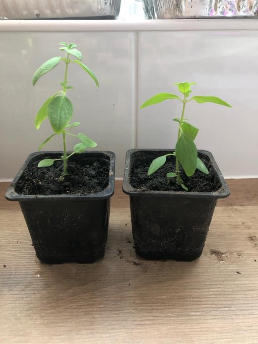 Buy & Sell Bilston Wolverhampton - Photos for Snapdragon seedlings