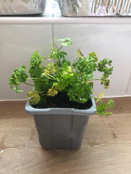 Buy & Sell Bilston Wolverhampton - Photos for Parsley plant