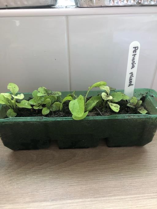 Buy & Sell Bilston Wolverhampton - Photos for Petunia seedlings