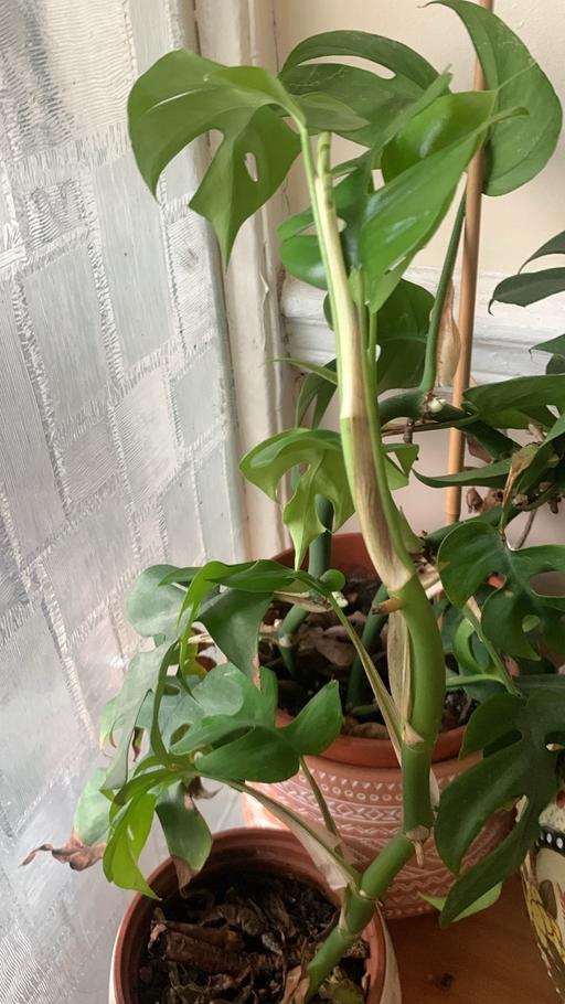 Buy & Sell Seven Kings East London - Photos for House plant