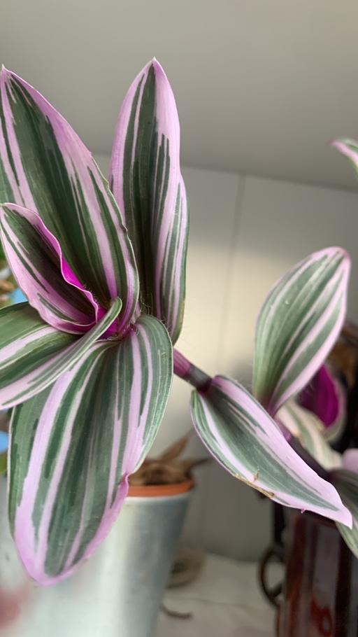 Buy & Sell Chadwell Heath Redbridge - Photos for 2 stems House plant