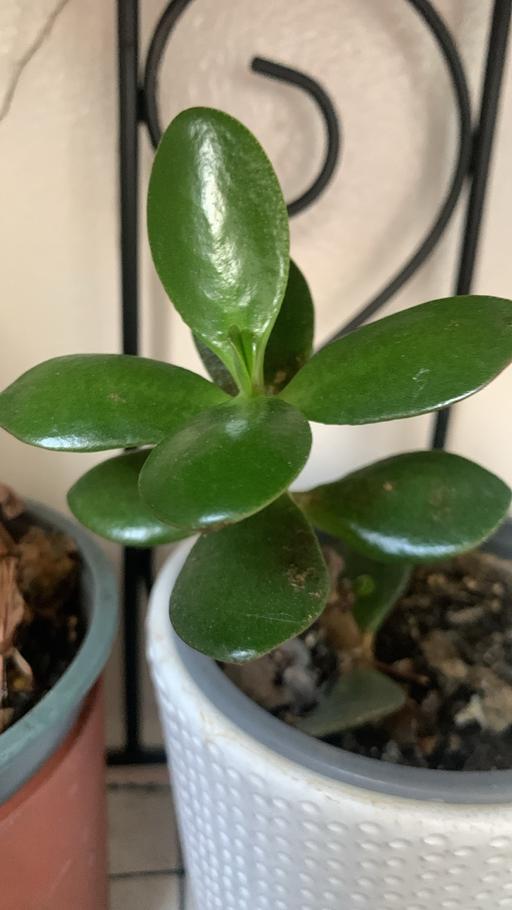 Buy & Sell Seven Kings East London - Photos for Money plants